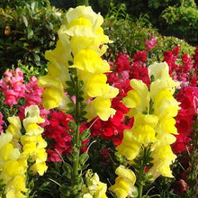 Plant Seeds (Antirrhinum majus) for a lasting addition to the landscape