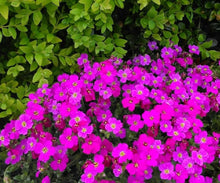 Dark pink rock cress flower seeds