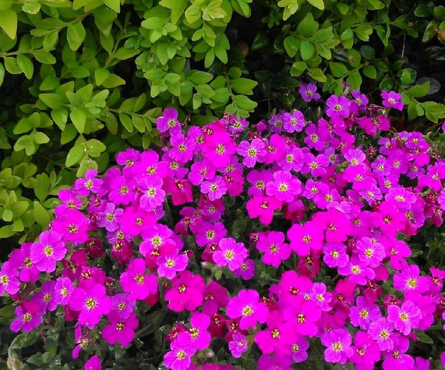 Dark pink rock cress flower seeds