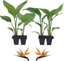 Strelitzia Strelitzia Reginae Bird of Paradise Seeds for a bright addition to the Outdoor Gardens