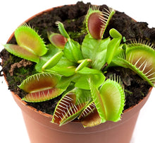 Venus Flytrap Seeds (Dionaea muscipula) for a lasting display in the indoor pots and home gardens