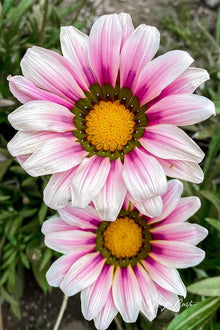 Gazania Linearis Seeds (Gazania spp.) for a bright addition to the Flower Bed