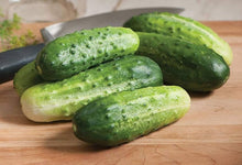Persian Beit Alpha Cucumber Seeds known for snacking, Non-GMO