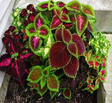 Coleus Seeds (Coleus scutellarioides) for a lasting display in the vertical gardens
