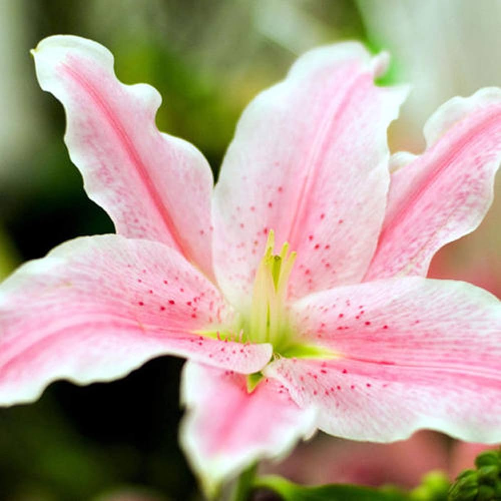 Blue heart lily Lilium spp. flower seeds for planting in indoor pots or backyard flower beds
