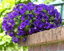 Petunia Seeds for seasonal color across the White Garden