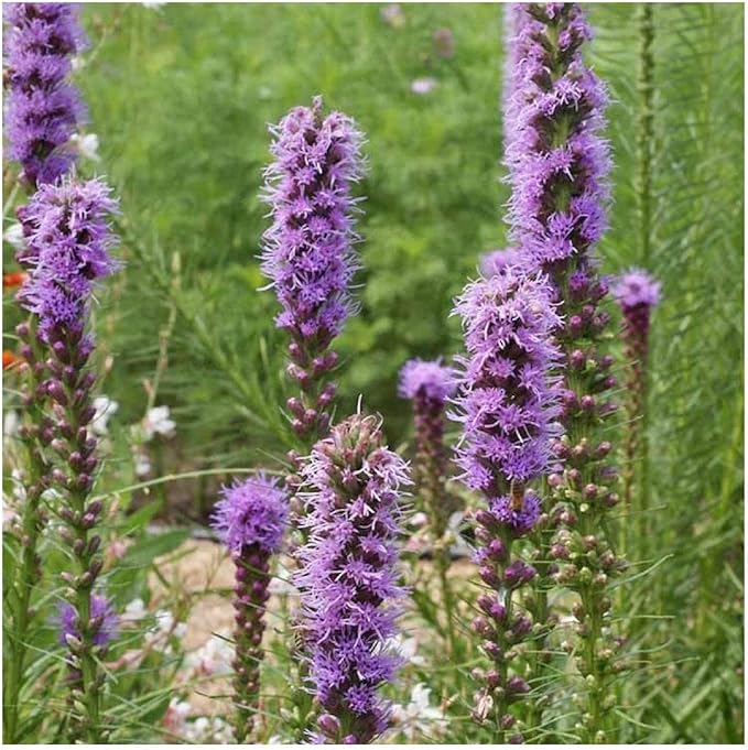 Blazing Star Liatris spicata Marsh flower seeds for planting in backyard pollinator garden beds - for planting in home garden