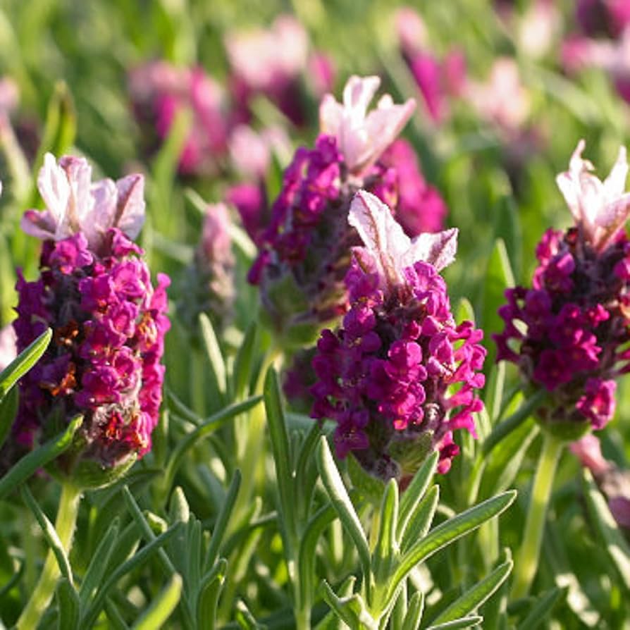 Heirloom Non-GMO Red Lavender Seeds