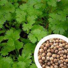 Organic Coriander Plants for cooks growing their own fresh herbs