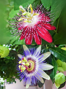 Passionflower Seeds (Passiflora incarnata) for seasonal color across the Winter Garden