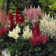 Astilbe Seeds (Astilbe spp.) for seasonal color across the Flower Bed & Garden
