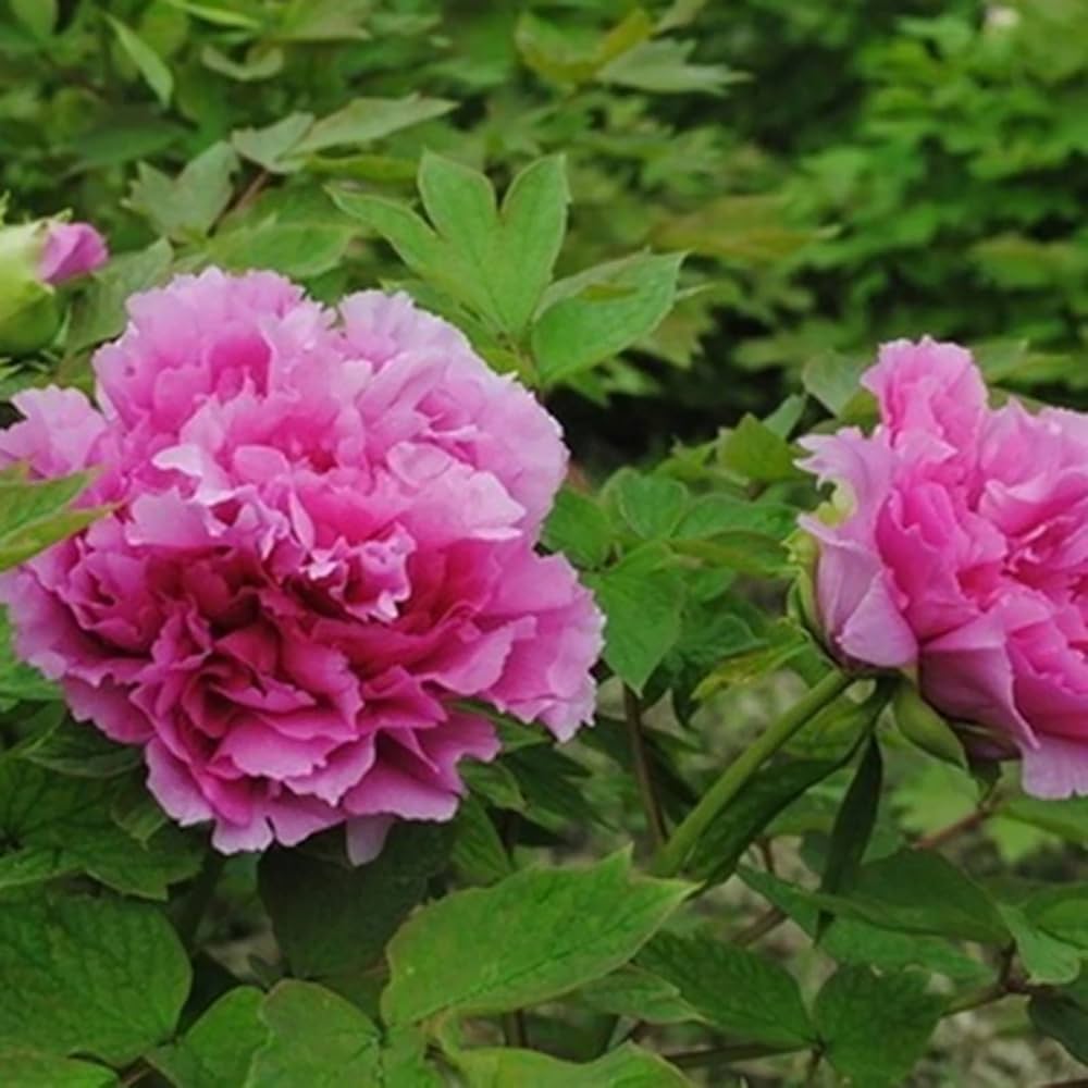 Chinese Peony Paeonia lactiflora Seeds for planting in flower bed