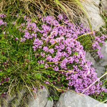 Kriechende Thymian Seeds (Thymus serpyllum) for colorful blooms in the Garden