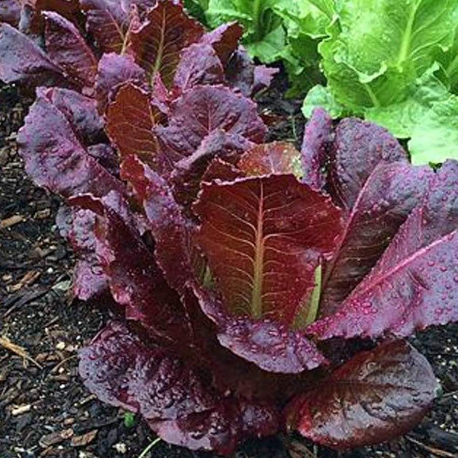 Ruby Red lettuce seeds