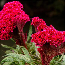 Giant Red Cockscomb Seeds for growers seeking a long-blooming display