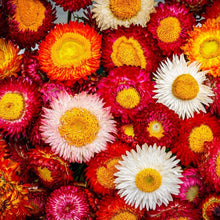 Immortelle Straw Daisy Seeds for seasonal color across the Garden