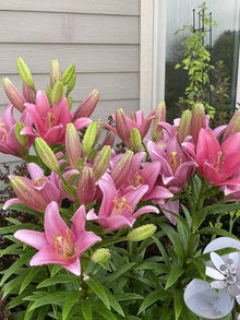 Pink Dot Lilium Brownii Seeds for a lasting display in the Flower Bed & Garden