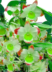 Dendrobium Orchid Seeds for gardeners building out beds and borders
