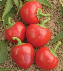 Trinidad Sweet Cherry Pepper Seeds for a productive addition to the vegetable patch