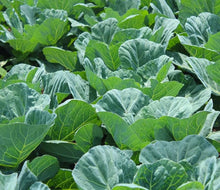 Georgia Collard Green Seeds (Brassica oleracea) for colorful blooms in the Southern Vegetable Garden Planting