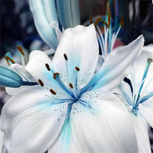 Lily Lilium Hybrida Blue Heart Mixed Seeds grown for potted Seasonal Blooms