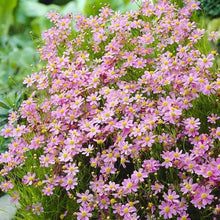 Calliopsis Garden Seeds for growers seeking a long-blooming display