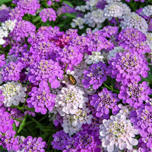 Candytuft Seeds (Iberis umbellata) for a lasting display in the Flower Home Borders