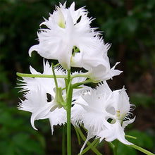 Japanese Radiata White Heron Orchid Seeds for growers seeking a long-blooming display