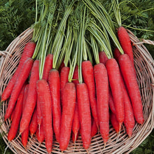 Radish Seeds (Raphanus sativus) for a fresh homegrown crop from the Backyard Garden