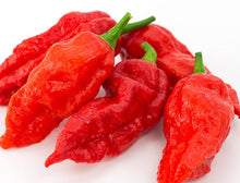 Achar Hot Pepper Seeds (Capsicum annuum) for growers stocking the Spicy Kitchen Garden Planting