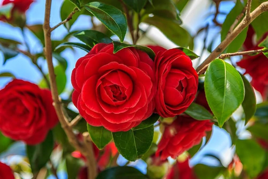 Giant Geranium Seeds White Rose Pelargonium for Elegant Garden Displays