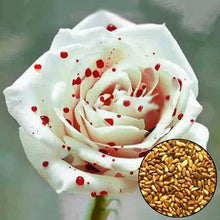 White Blood Rose Rosa spp. flower seeds for planting in backyard gardening and patio containers - for planting in home garden