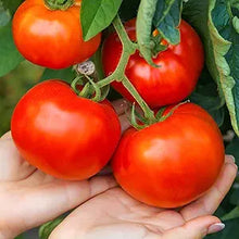 Beef Tomato Seeds prized among growers for giant Trees