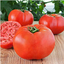 Hopi Red Pol Kidney Bean Seeds for home growers seeking a reliable harvest