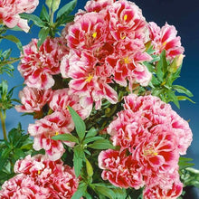 Godetia Rembrandt Seeds (Clarkia spp.) for colorful blooms in the Flower Bed & Garden