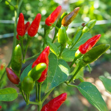 Riot Pepper Capsicum Seeds for a fresh homegrown crop from the growing super-hot peppers in your home garden and spicy