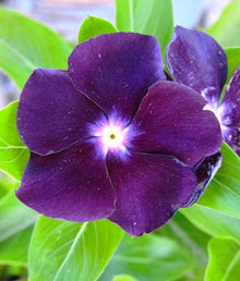 Blue Vinca Seeds for a lasting display in the Garden Borders
