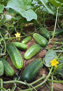 Cucumber Seeds prized among growers for salads/Snacks