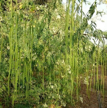 Lammohr Plants for growers filling out the Unique Garden
