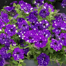 Petunia Petunia Hybrida Rare Black-Purple with White Edge Flower Seeds for Planting – Hanging Basket Variety for Home Garden