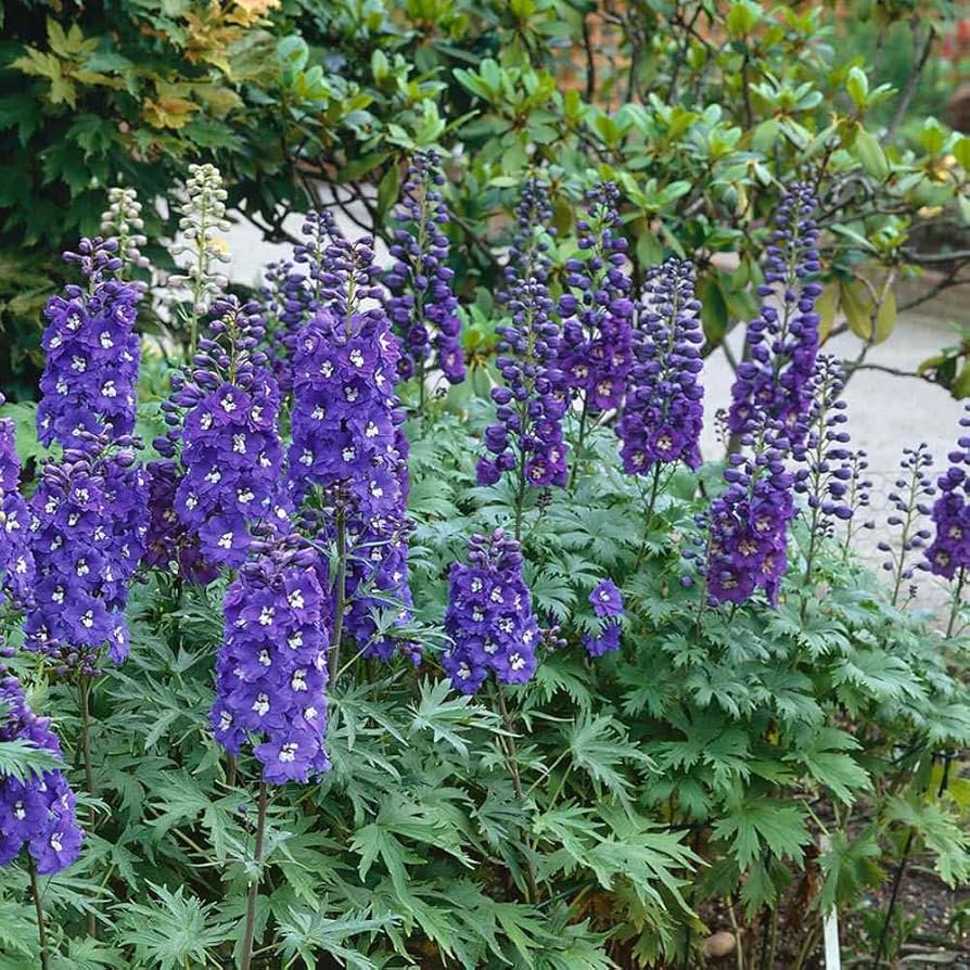 Delphinium flower Delphinium elatum magic fountains seeds for planting in backyard garden or floral borders