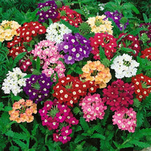 Verbena Hybrida Seeds (Verbena x hybrida) for seasonal color across the vertical garden and indoor pots