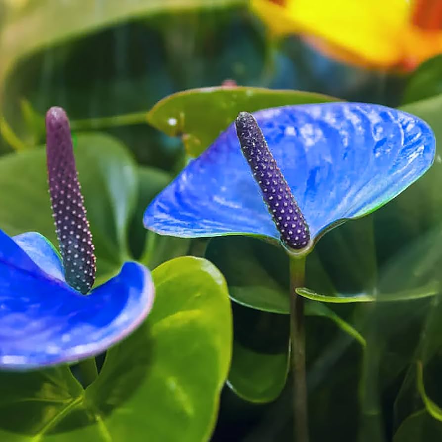 Anthurium Flower ��������� Anthurium andraeanum ��������� for planting in light blue garden