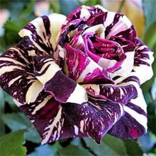 Rose Rosa Hybrida Lila Dragon Seeds for seasonal color across the Decorative Home Pots