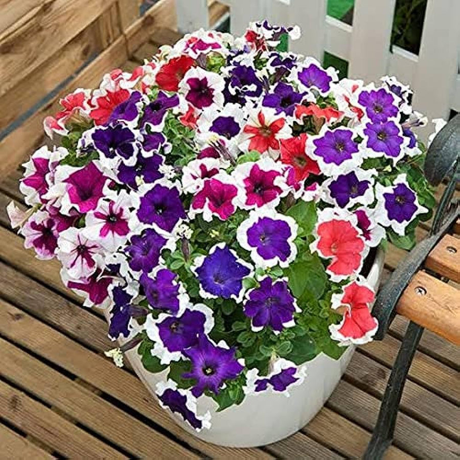 Giant Hibiscus Multicolor Flower - for planting in home garden