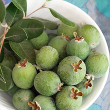 Pineapple Guava Feijoa sellowiana for planting in edible garden
