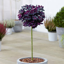 Light Purple Smoke Tree Seeds for a lasting addition to the landscape