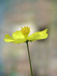 Cosmos Yellow Sunshine Seeds for a bright addition to the flower bed