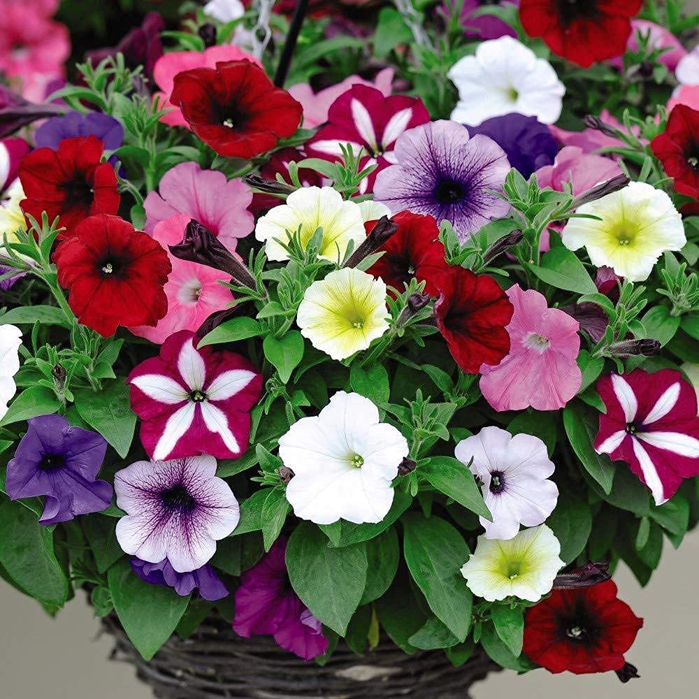 Petunia Seeds for colorful blooms in the Lila Ein Garden Planting