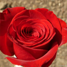 Red Rose Seeds (Rosa spp.) for a bright addition to the romantic home garden displays